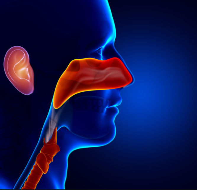 Ear, Nose and Throat Practice Questions (loading and coming soon...)